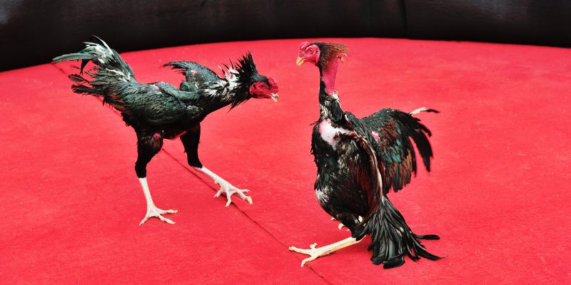 Am hiểu cách thả gà đá cựa sắt giúp thi đấu tối ưu