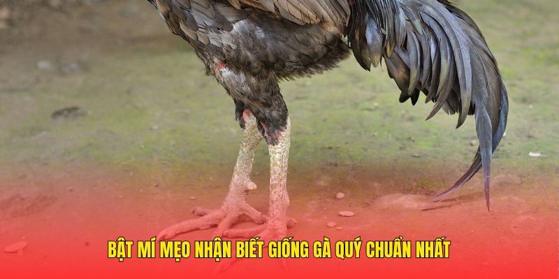 Bật mí mẹo nhận biết giống gà quý chuẩn nhất 