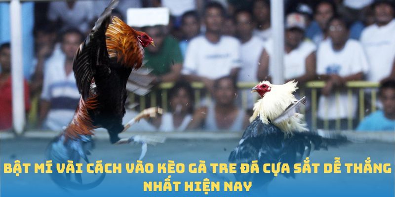 Bật mí vài cách vào kèo gà tre đá cựa sắt dễ thắng nhất hiện nay