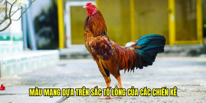Màu mạng dựa trên sắc tố lông của các chiến kê