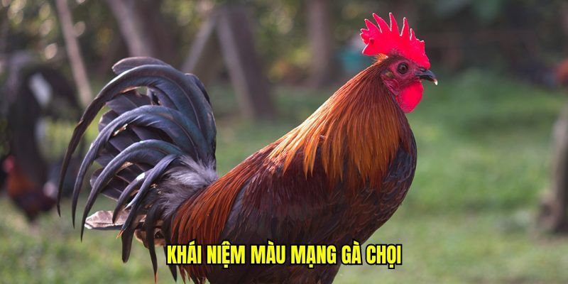 Khái niệm màu mạng gà chọi