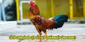 cách chọn gà đá cựa sắt hay