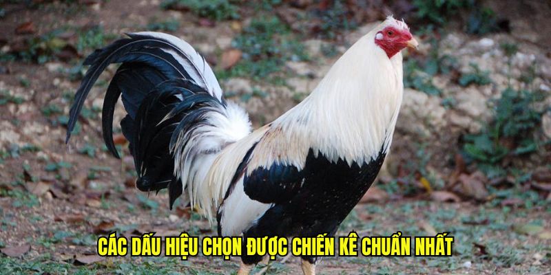 Các dấu hiệu chọn được chiến kê chuẩn nhất