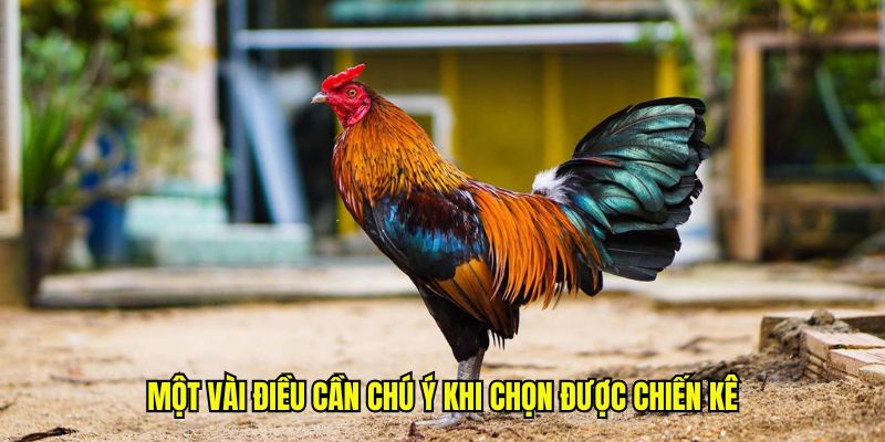 Một vài điều cần chú ý khi chọn được chiến kê