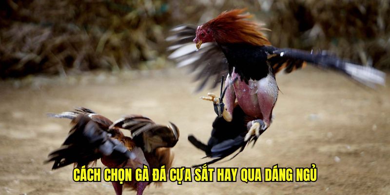 Cách chọn gà đá cựa sắt hay qua dáng ngủ
