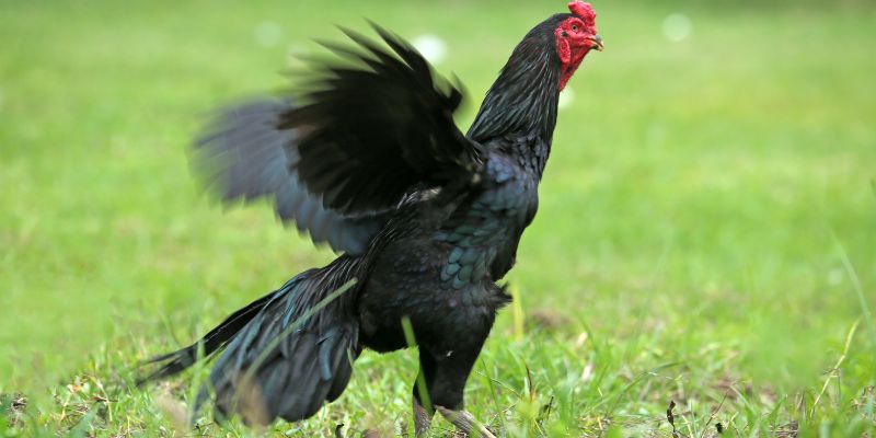 Cách nhận biết gà Asil qua bộ lông cực kỳ hiệu quả