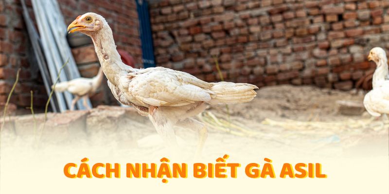 cách nhận biết gà asil