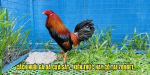 cách nuôi gà đá cựa sắt