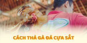 cách thả gà đá cựa sắt