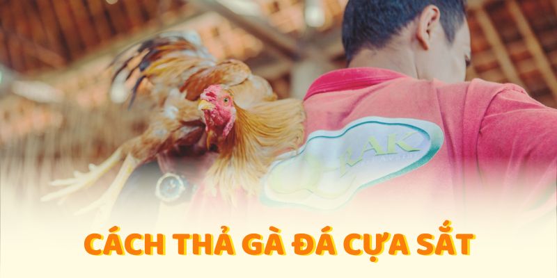 cách thả gà đá cựa sắt