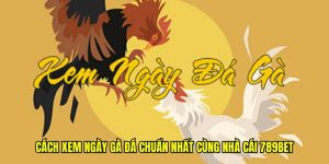 cách xem ngày đá gà