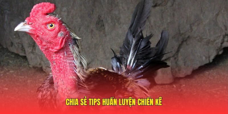 Chia sẻ tips huấn luyện chiến kê 