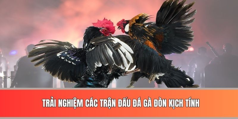 Trải nghiệm các trận đấu đá gà đòn kịch tính