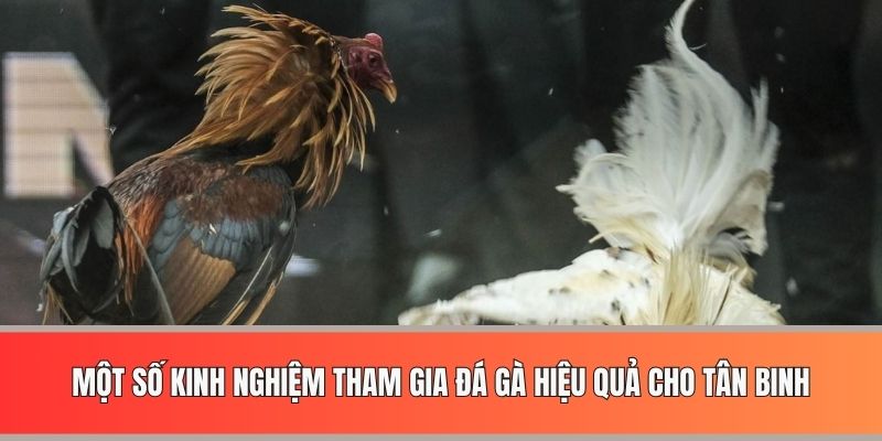 Một số kinh nghiệm tham gia đá gà hiệu quả cho tân binh