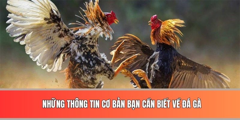 Những thông tin cơ bản bạn cần biết về đá gà