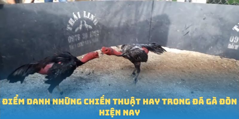 Điểm danh những chiến thuật hay trong đá gà đòn hiện nay 