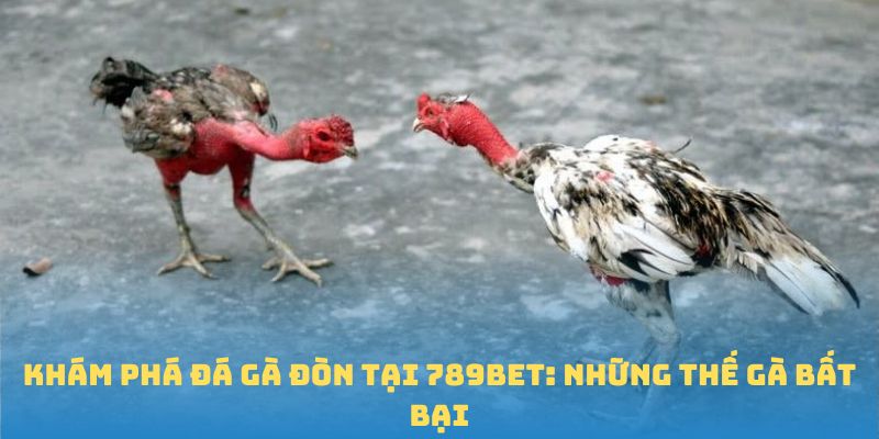 gà đòn 789bet