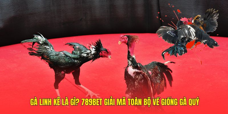 gà linh kê là gì