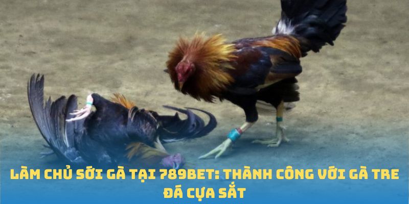 gà tre đá cựa sắt