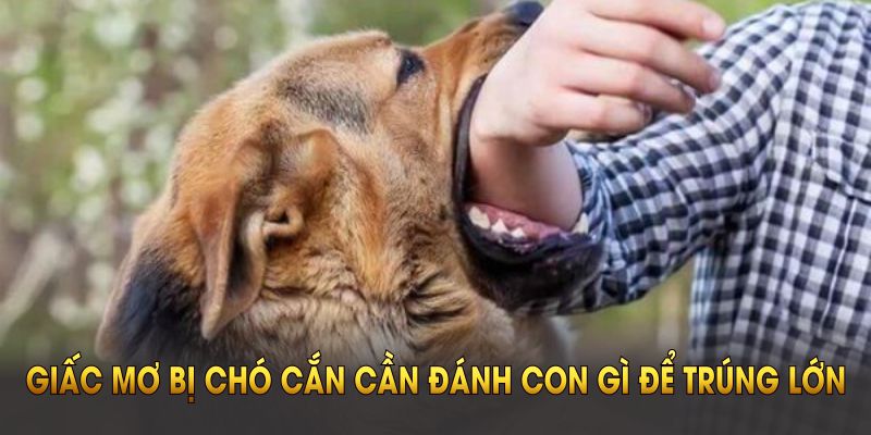 Giấc mơ bị chó cắn cần đánh con gì để trúng lớn