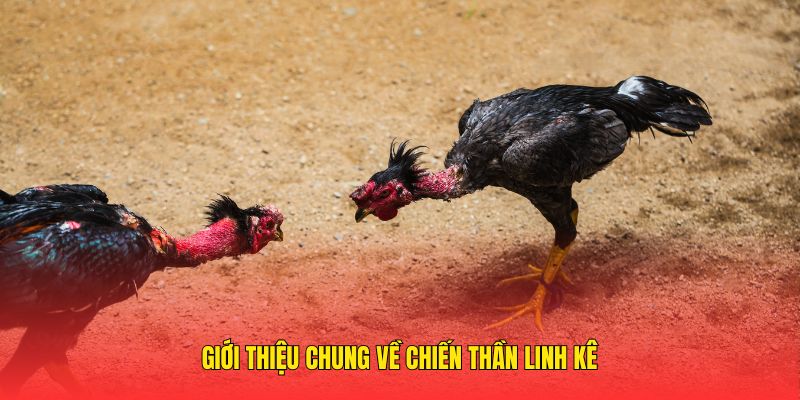 Giới thiệu chung về chiến thần linh kê 