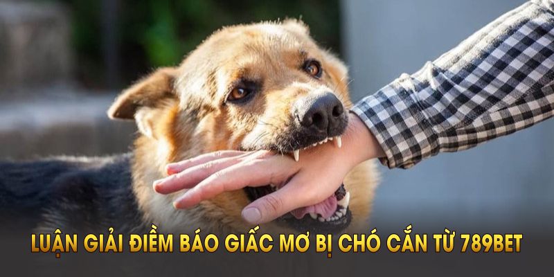 Luận giải điềm báo giấc mơ bị chó cắn từ 789BET