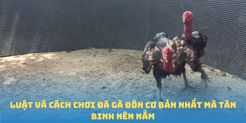 Luật và cách chơi đá gà đòn cơ bản nhất mà tân binh nên nắm