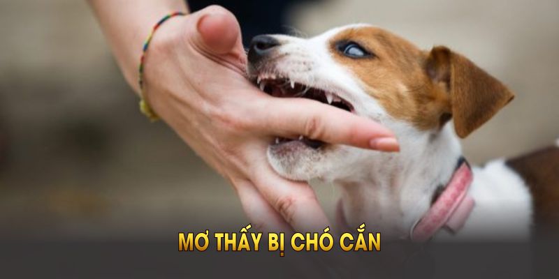 mơ bị chó cắn