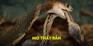 mơ thấy rắn