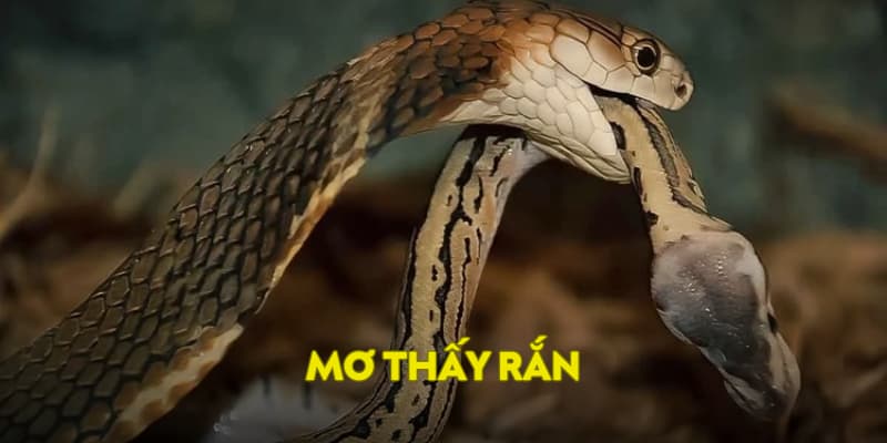 mơ thấy rắn