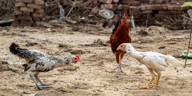Ngoại hình Asil khác biệt hoàn toàn so với các dòng gà khác