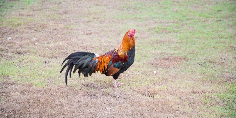 Nhiều dòng chiến kê bất bại đang sở hữu vảy vấn cán