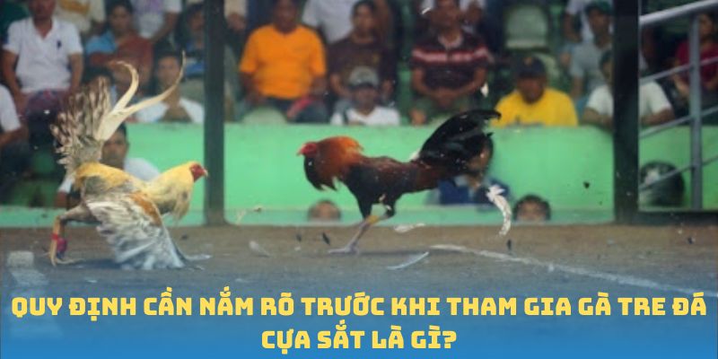 Quy định cần nắm rõ trước khi tham gia gà tre đá cựa sắt là gì?