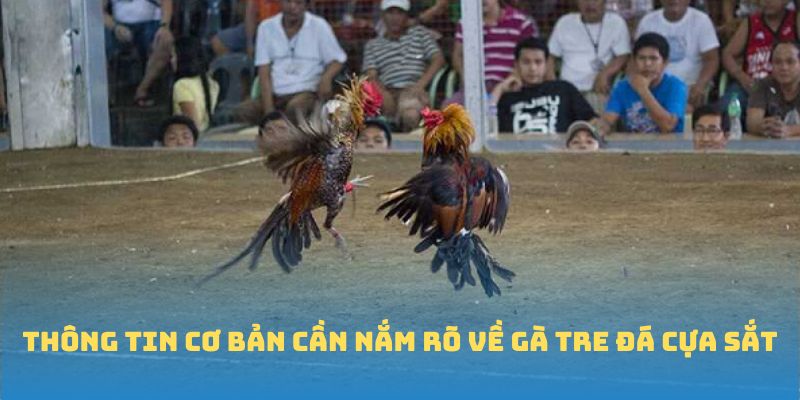 Thông tin cơ bản cần nắm rõ về gà tre đá cựa sắt