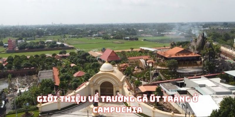 Giới thiệu về trường gà út Tráng ở Campuchia