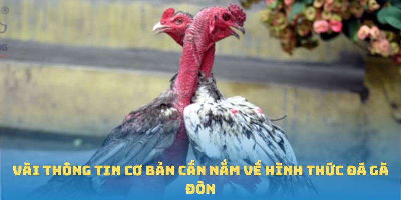 Vài thông tin cơ bản cần nắm về hình thức đá gà đòn 