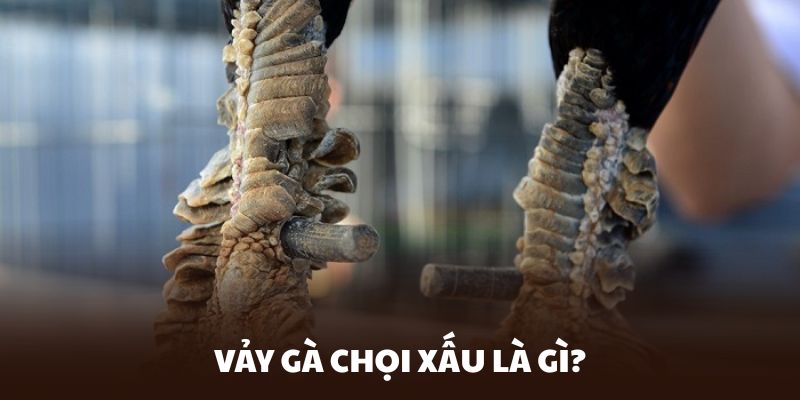 Vảy gà chọi xấu có thể gây ảnh hưởng lớn đến khả năng giao tranh