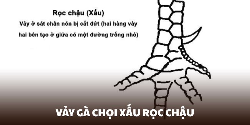 Đặc điểm cơ thể có thể phản ánh khả năng giao tranh của chúng