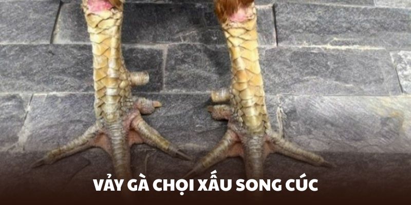Không nên chọn kê có thiết kế vảy song cúc nếu bạn muốn chiến thắng