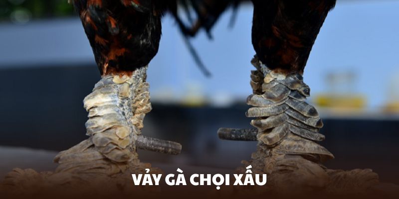 vảy gà chọi xấu