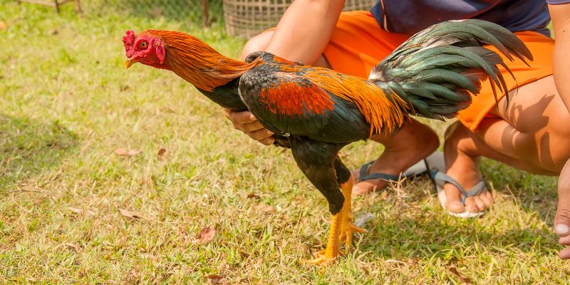 Vảy gà vấn cán trở thành đặc điểm của chiến kê bất bại