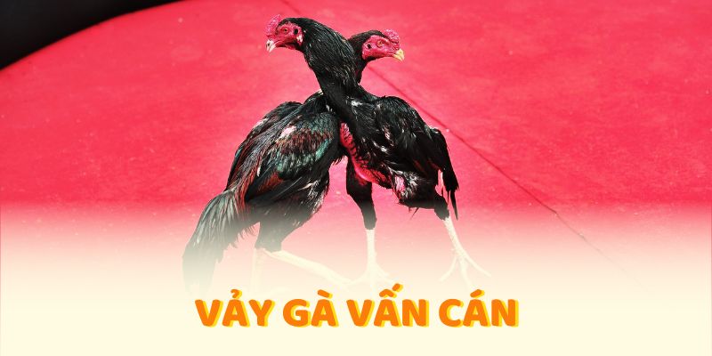 vảy gà vấn cán