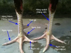 cách coi chân gà đá