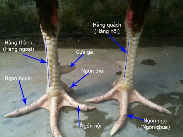 cách coi chân gà đá